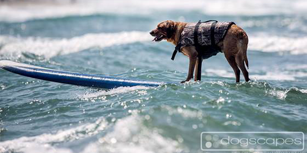 9th Annual Surf Dog Surf-A-Thon