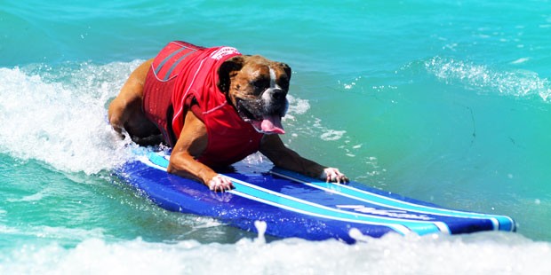 Dogs set to “make waves” at 9th Annual Surf Dog Surf-A-Thon